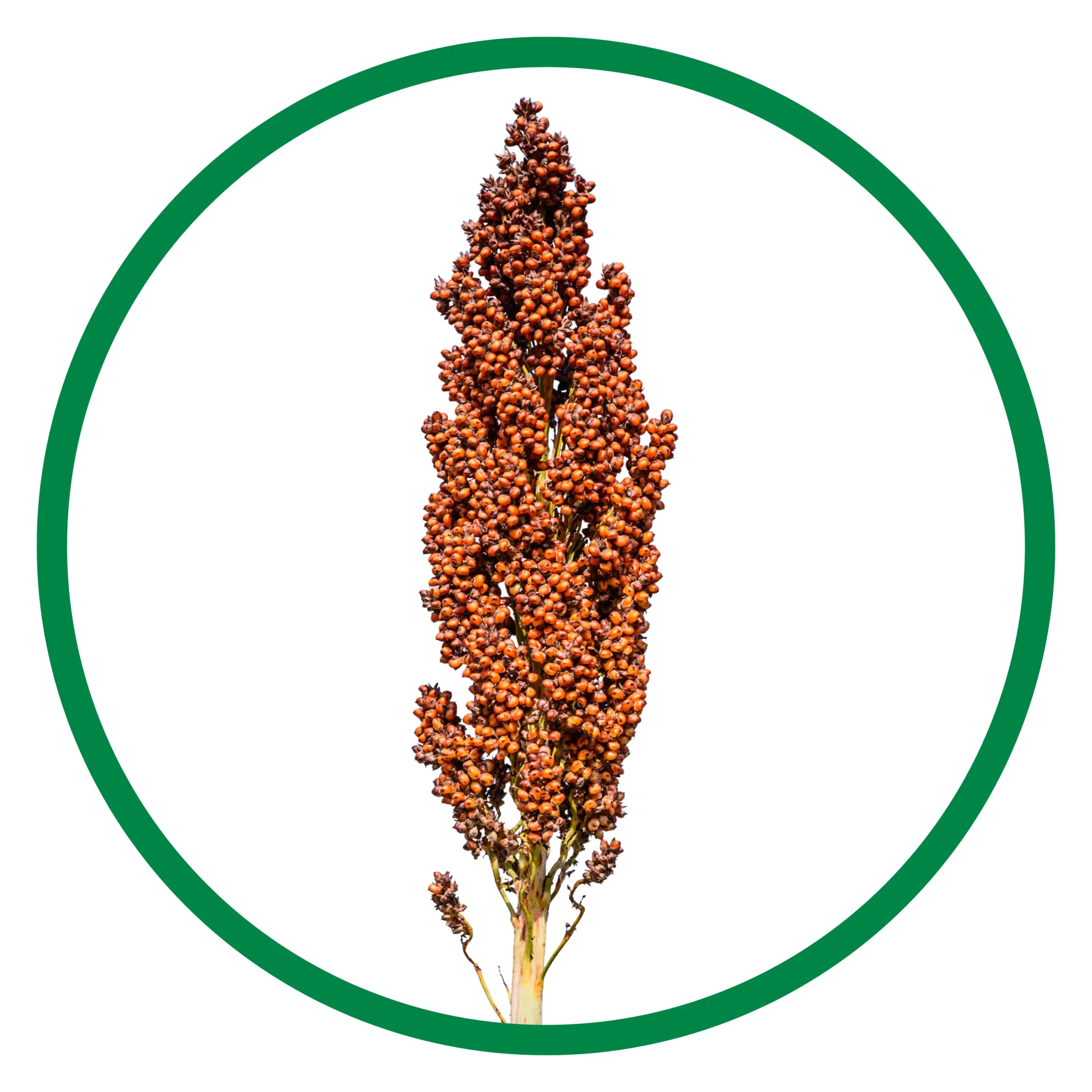 Sorghum Photo