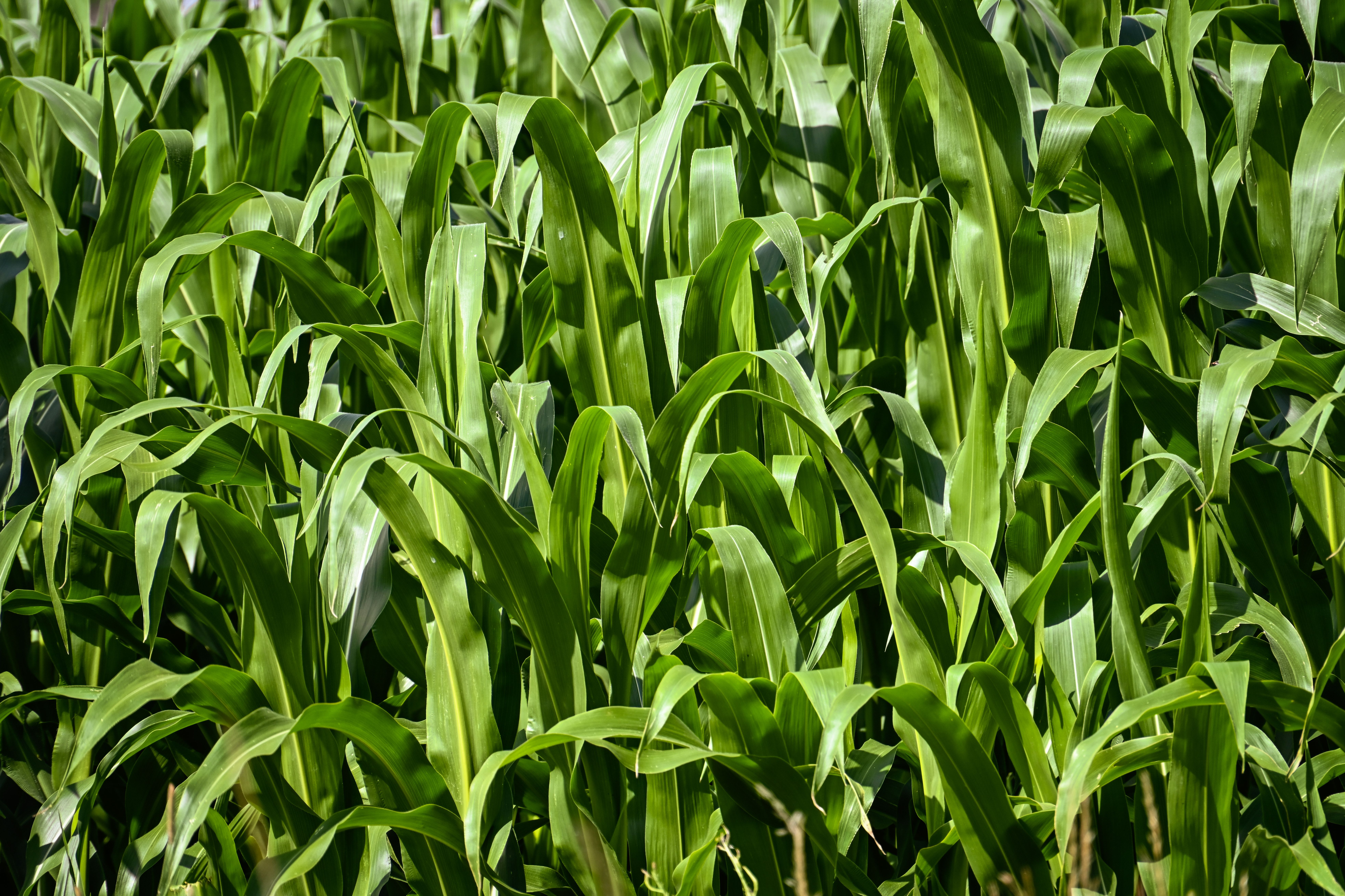 Sorghum-Sudangrass Field