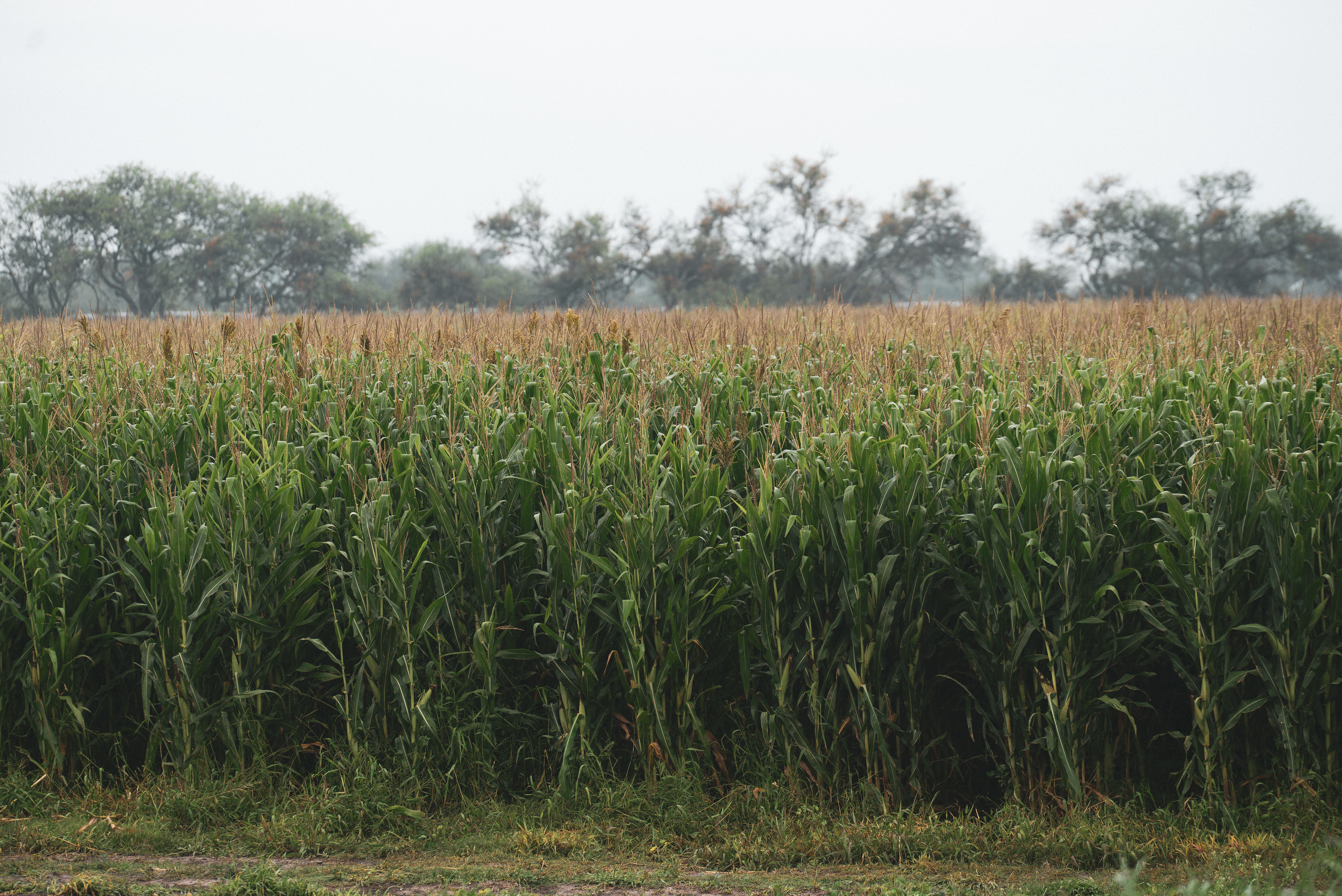 Forage Sorghum Field