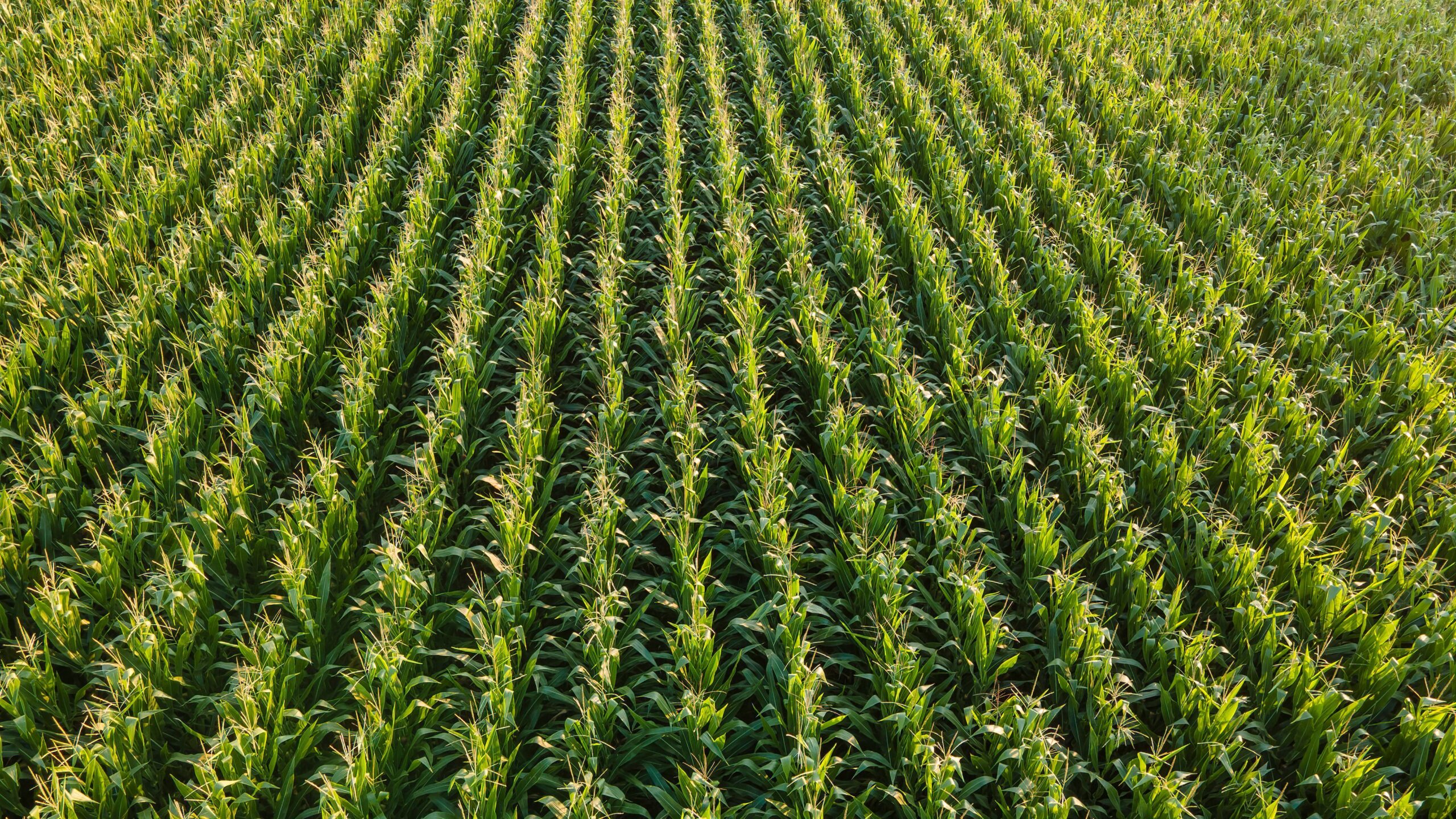 Corn Field