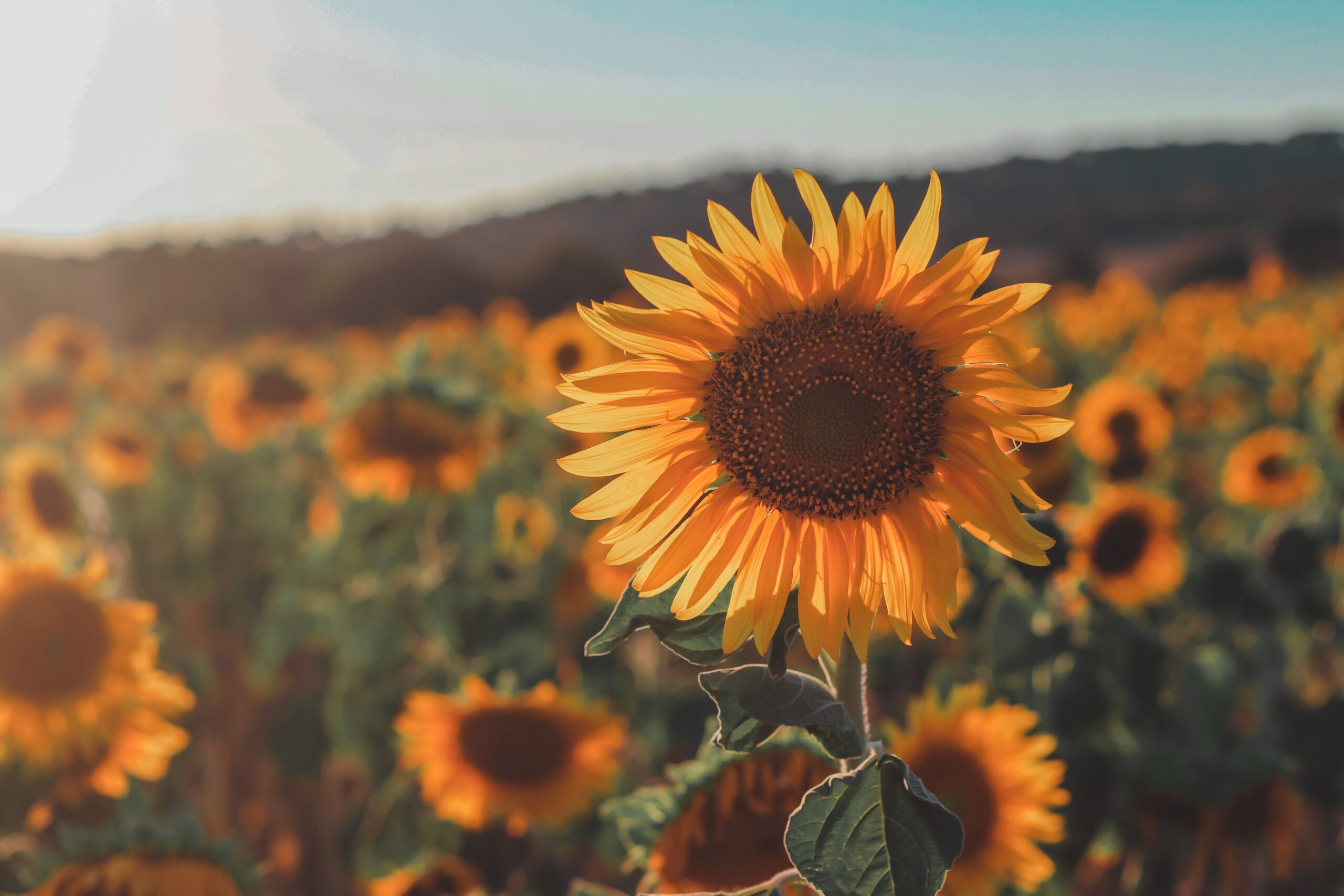 Sunflower Field