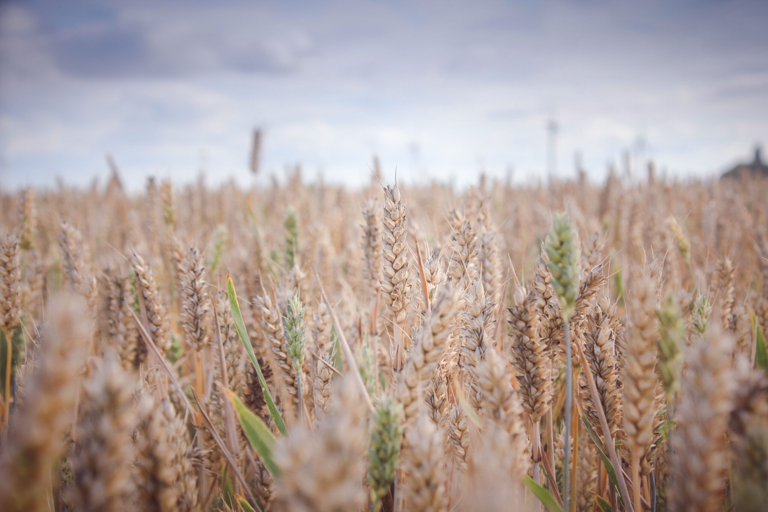 Cover Crop Field