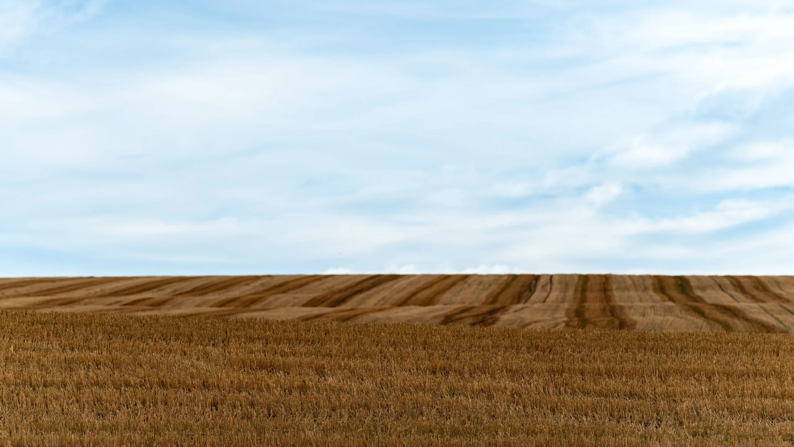 Cover Crop Field