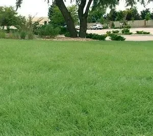 1 Acre Turf Grass Blend