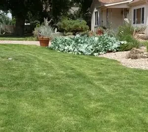 5 Acre Turf Blend