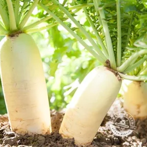 Radish in Field
