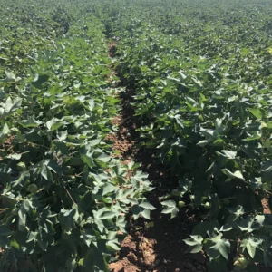 BSD 598 Cotton Field