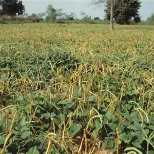 Cowpea Field
