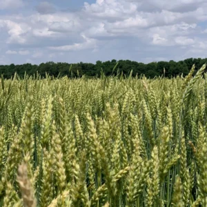 Forage Maxx Wheat