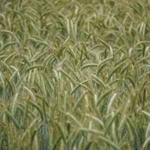 Green Chop Field