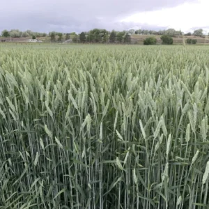 Green Chop 2 Field