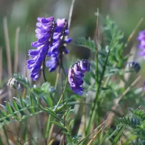 Hairy Vetch Field