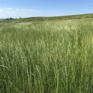 Hercules Tall Wheatgrass