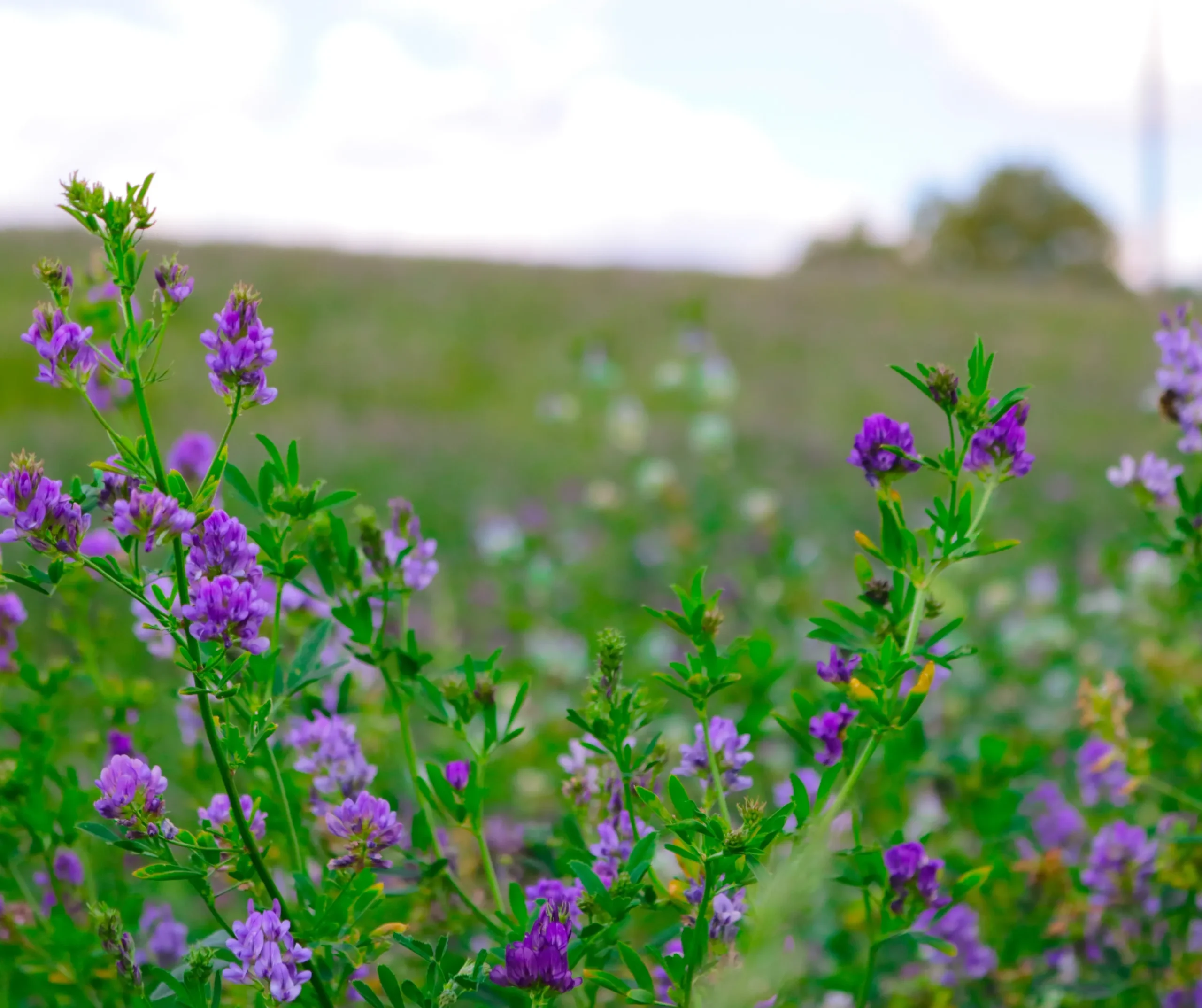 Alfalfa Field
