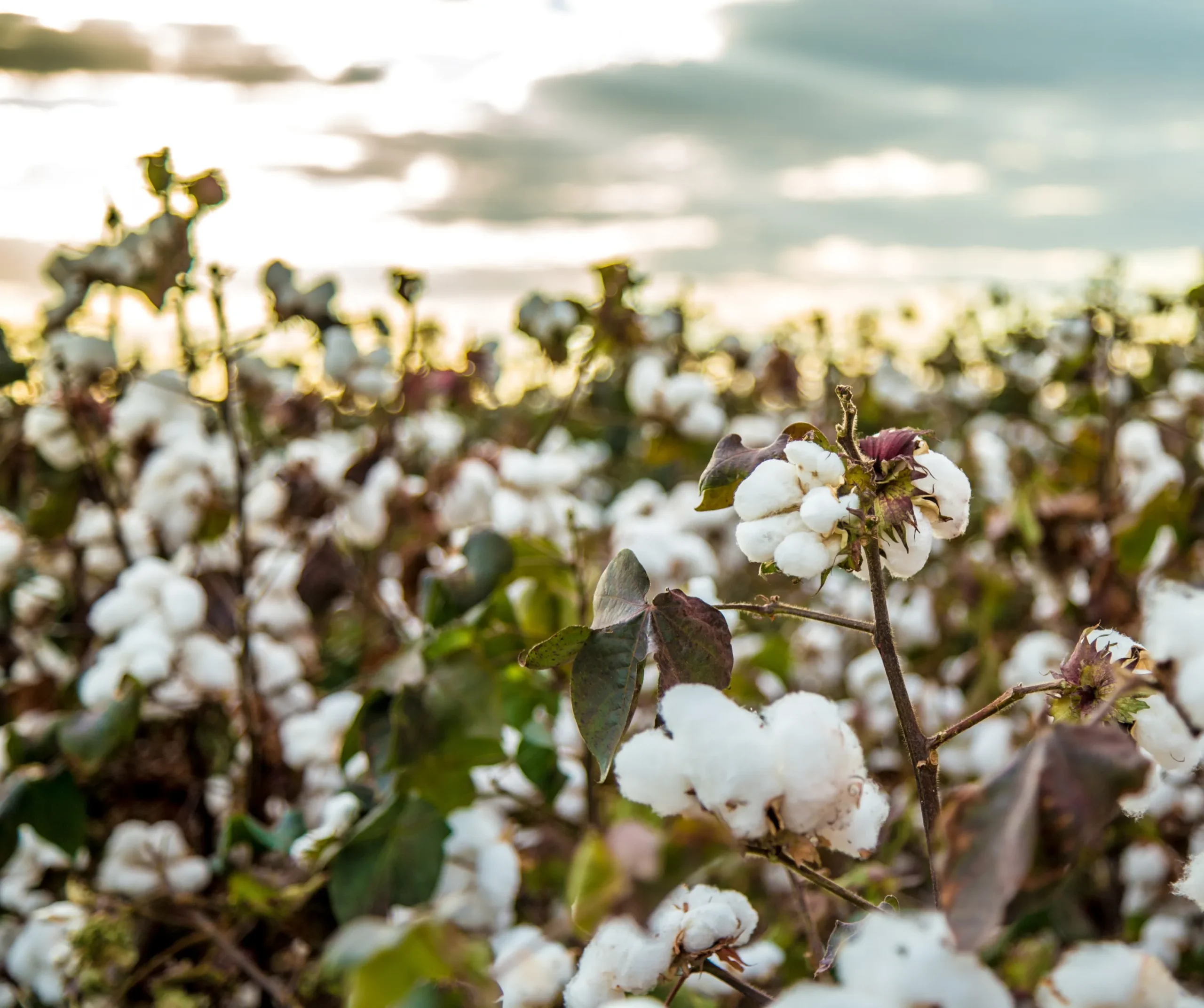 Cotton Field