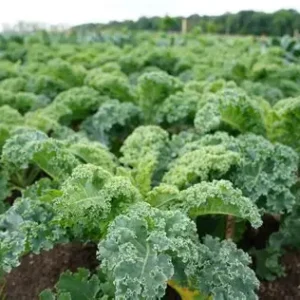 Kale Field