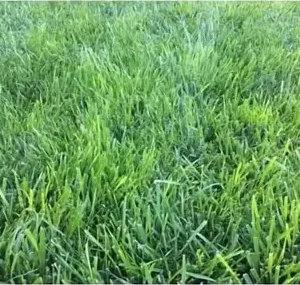 Low Maintenance Fescue
