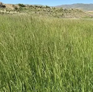 Pasture Grass Blend