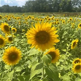 Peredovic Sunflower