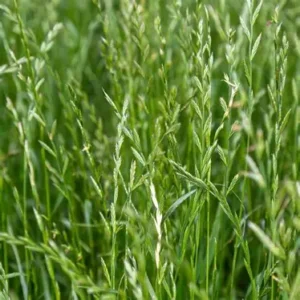 Perennial Ryegrass