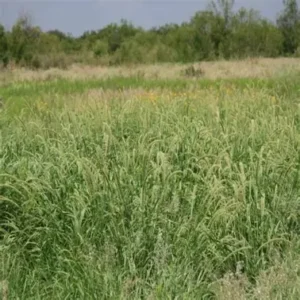 Plains Bristlegrass
