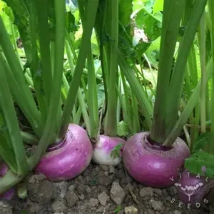 Purple Top Turnip