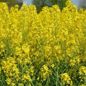 Rape Seed