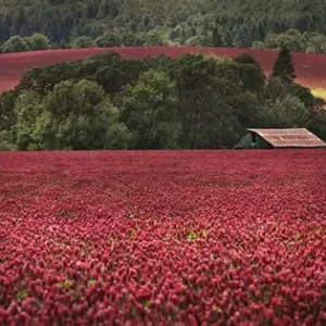 Red Clover Field