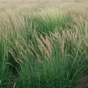 Sideoats Grama