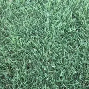 Sundancer Buffalograss