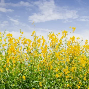 Sunn Hemp Field