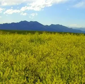 Sweet Clover Field