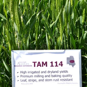 TAM 114 Wheat Field