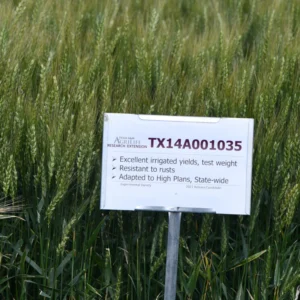 TAM 116 Wheat
