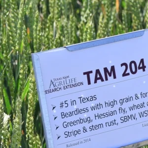 TAM 204 Wheat