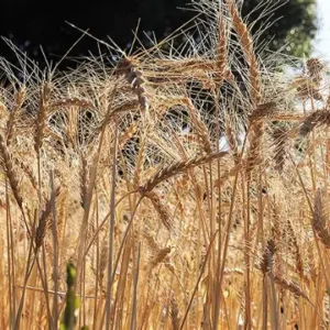 TAM 205 Wheat