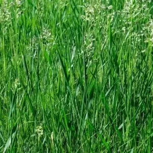 Tall Fescue Grass