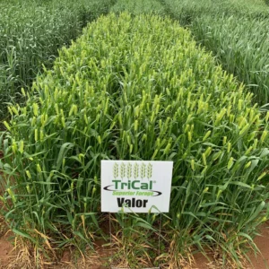 Valor Barley Field