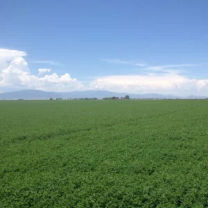 Vaquero Alfalfa