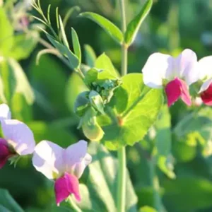 Winter Pea